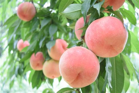 桃木樹|モモ（桃）の育て方・栽培方法｜植物図鑑｜みんなの趣味の園芸